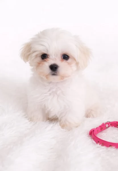 meravigliosi maltese maschio e femmina per ladozione | Foto 4