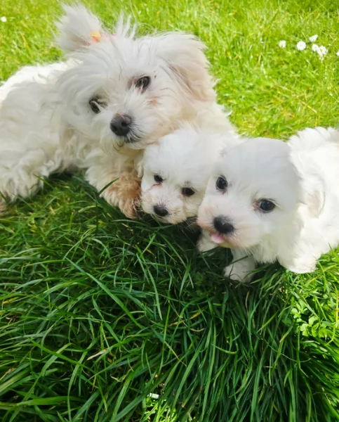 meravigliosi maltese maschio e femmina per ladozione | Foto 2