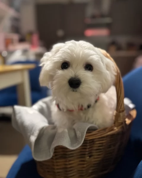 meravigliosi maltese maschio e femmina per ladozione