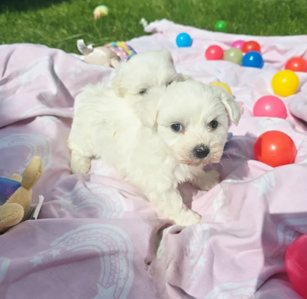 meravigliosi maltese maschio e femmina per ladozione | Foto 1