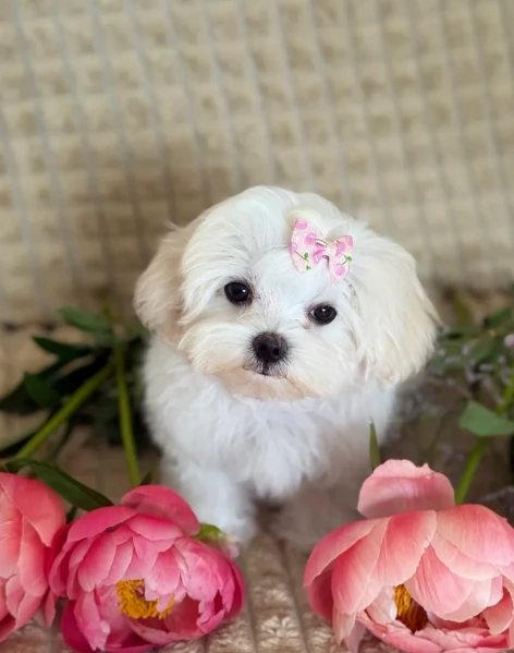 meravigliosi maltese maschio e femmina per ladozione | Foto 1