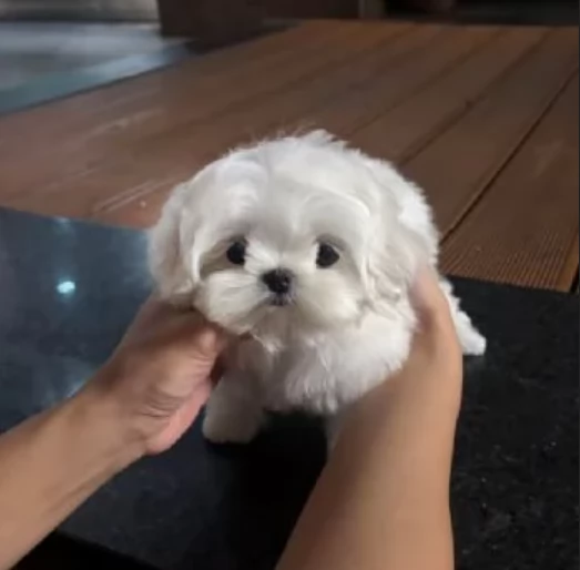 meravigliosi maltese maschio e femmina per ladozione | Foto 2