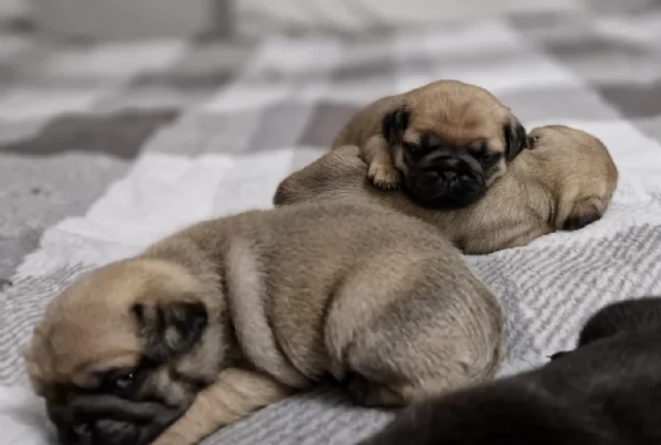 meravigliosi carlino di razza pura taglia picola per adozione | Foto 2