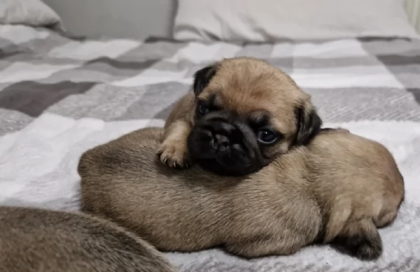 meravigliosi carlino di razza pura taglia picola per adozione | Foto 1