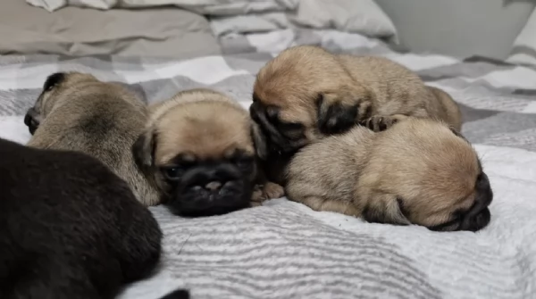 meravigliosi carlino di razza pura taglia picola per adozione | Foto 3