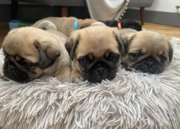 meravigliosi carlino di razza pura taglia picola per adozione