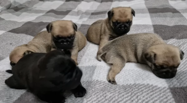 meravigliosi carlino di razza pura taglia picola per adozione | Foto 0