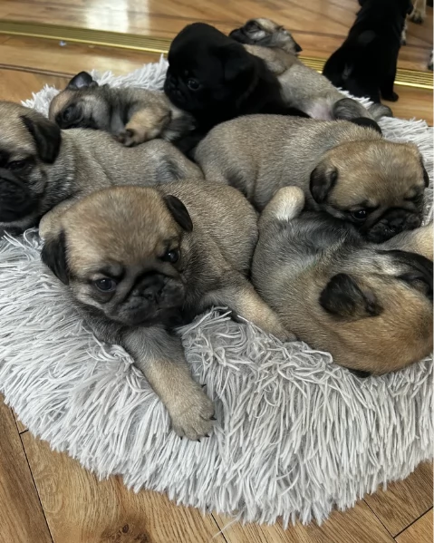 meravigliosi carlino di razza pura taglia picola per adozione