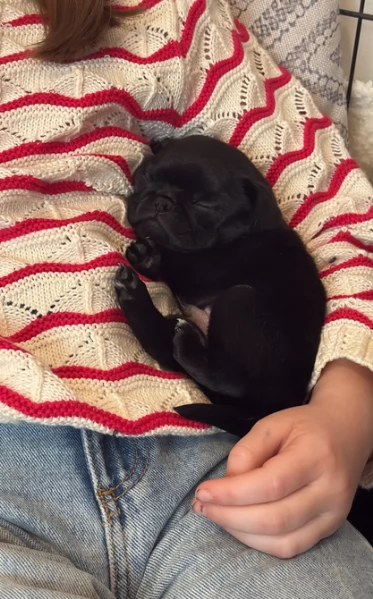 meravigliosi carlino di razza pura taglia picola per adozione