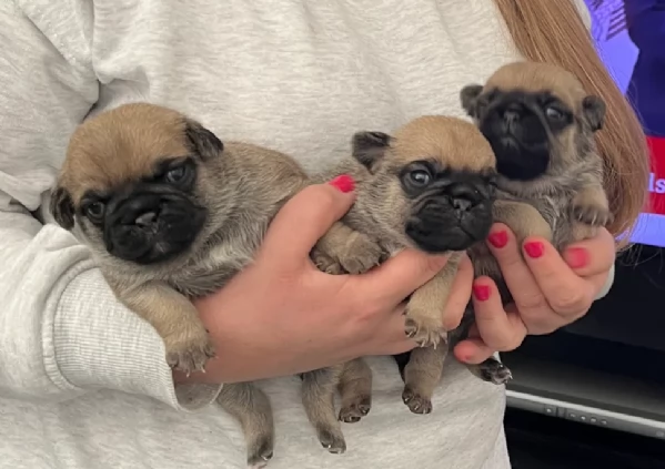 meravigliosi carlino di razza pura taglia picola per adozione | Foto 0