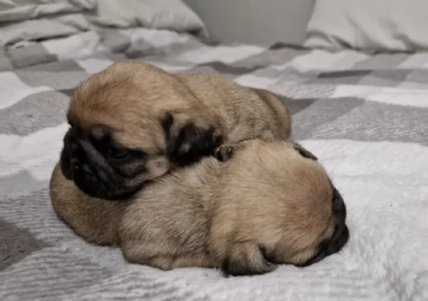 meravigliosi carlino di razza pura taglia picola per adozione | Foto 2