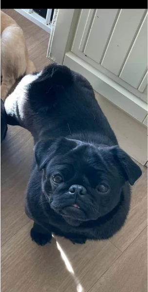 meravigliosi carlino di razza pura taglia picola per adozione | Foto 4