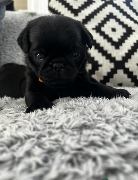 meravigliosi carlino di razza pura taglia picola per adozione