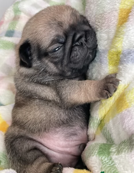 meravigliosi carlino di razza pura taglia picola per adozione | Foto 1