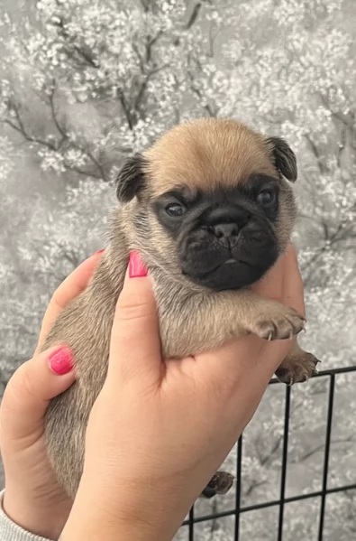 meravigliosi carlino di razza pura taglia picola per adozione | Foto 5