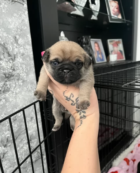 meravigliosi carlino di razza pura taglia picola per adozione | Foto 4