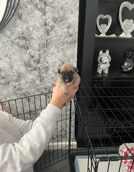 meravigliosi carlino di razza pura taglia picola per adozione | Foto 3