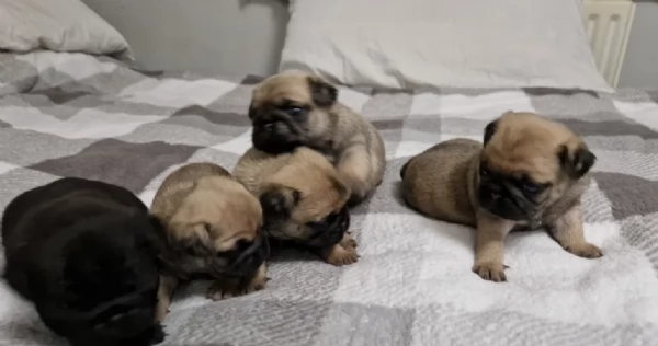 meravigliosi carlino di razza pura taglia picola per adozione | Foto 3