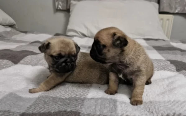 meravigliosi carlino di razza pura taglia picola per adozione | Foto 2