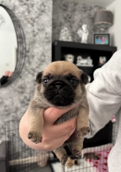 meravigliosi carlino di razza pura taglia picola per adozione | Foto 1