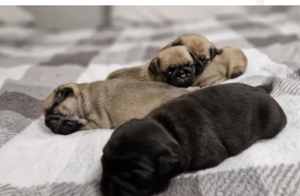 meravigliosi carlino di razza pura taglia picola per adozione