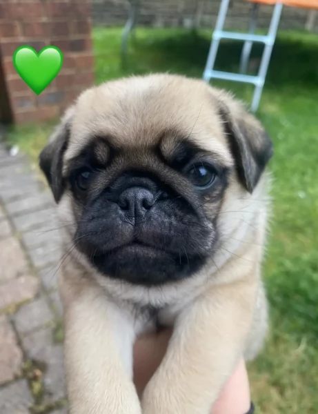 meravigliosi carlino di razza pura taglia picola per adozione | Foto 3