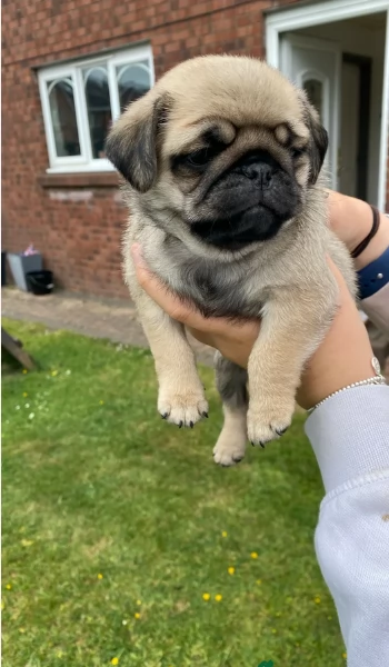 meravigliosi carlino di razza pura taglia picola per adozione | Foto 1