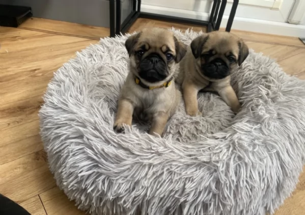 meravigliosi carlino di razza pura taglia picola per adozione