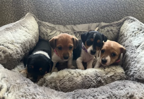 dolcissimi e piccolissimi cuccioli jack russel per adozione