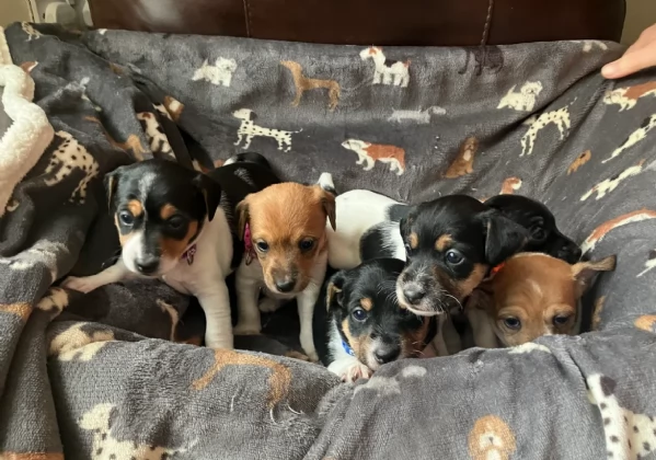 dolcissimi e piccolissimi cuccioli jack russel per adozione