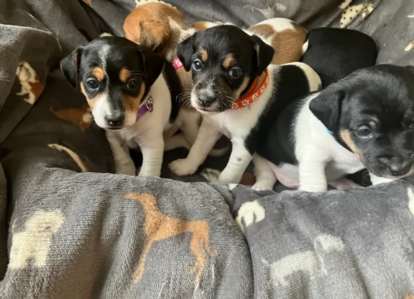 dolcissimi e piccolissimi cuccioli jack russel per adozione