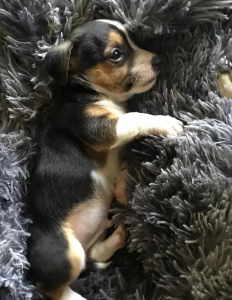 dolcissimi e piccolissimi cuccioli jack russel per adozione