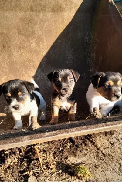 dolcissimi e piccolissimi cuccioli jack russel per adozione