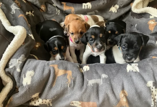 dolcissimi e piccolissimi cuccioli jack russel per adozione | Foto 0