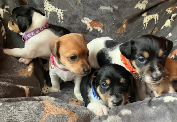 dolcissimi e piccolissimi cuccioli jack russel per adozione