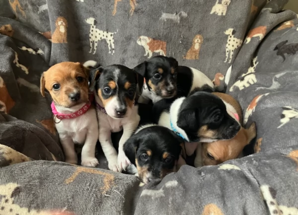 dolcissimi e piccolissimi cuccioli jack russel per adozione