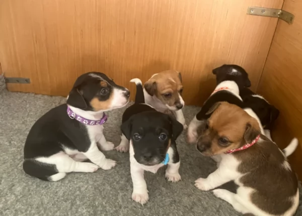 dolcissimi e piccolissimi cuccioli jack russel per adozione | Foto 0