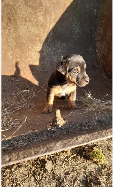 dolcissimi e piccolissimi cuccioli jack russel per adozione