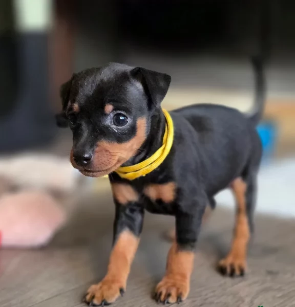 disponibili bellissimi cuccioli di pinscher per ladozione | Foto 1