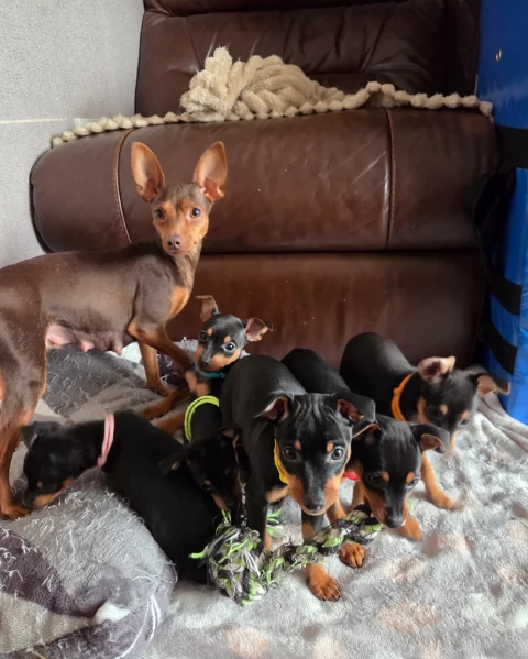 disponibili bellissimi cuccioli di pinscher per ladozione