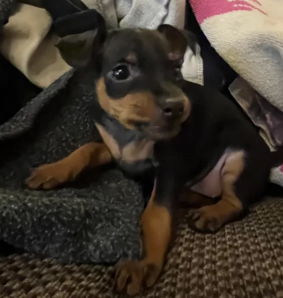 disponibili bellissimi cuccioli di pinscher per ladozione | Foto 4