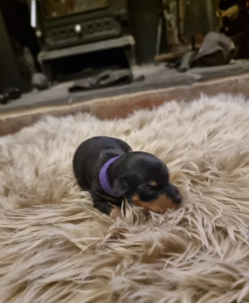 disponibili bellissimi cuccioli di pinscher per ladozione | Foto 1