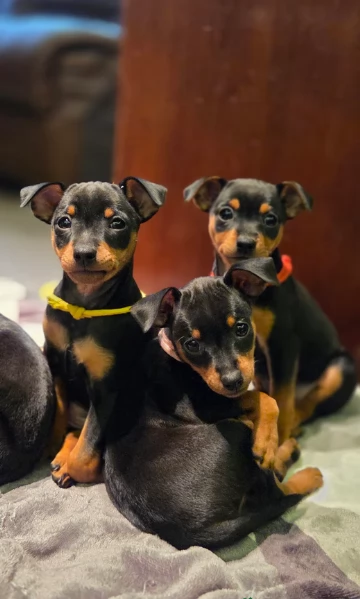 disponibili bellissimi cuccioli di pinscher per ladozione