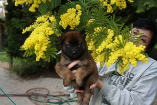 Cuccioli di pastore belga tervueren disponibili per adozione 