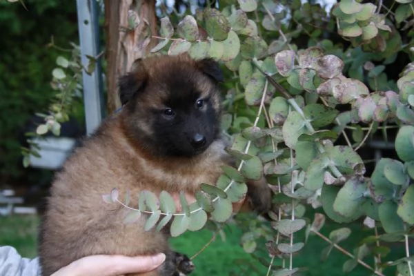 Cuccioli di pastore belga tervueren disponibili per adozione  | Foto 0