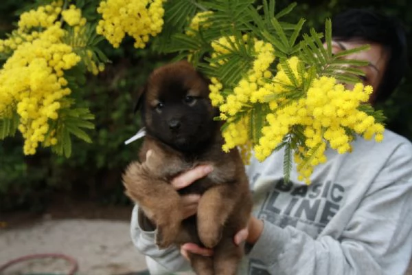 Cucciolo di pastore belga tervueren  | Foto 0
