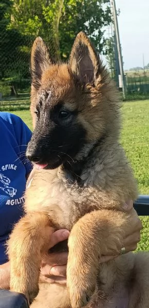 Cucciolo di pastore belga 