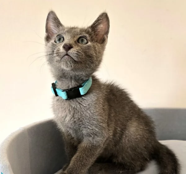 Gattini Blu di Russia | Foto 0