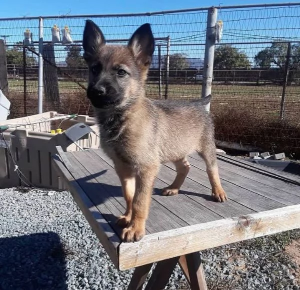 Cuccioli di Malinois belga | Foto 2