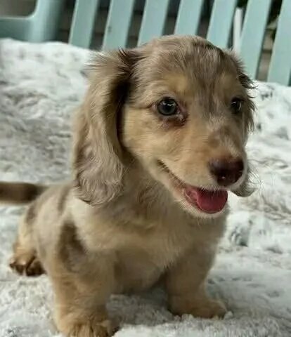 CuccioloDiBassotto | Foto 1